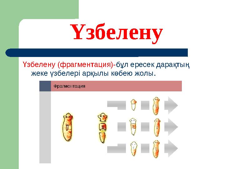 Үзбелену Үзбелену (фрагментация)- бұл ересек дарақтың жеке үзбелері арқылы көбею жолы.