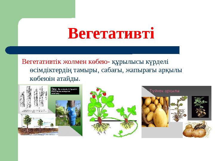 Вегетативті Вегетативтік жолмен көбею- құрылысы күрделі өсімдіктердің тамыры, сабағы, жапырағы арқылы көбеюін атайды.