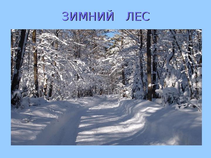 ЗИМНИЙ ЛЕСЗИМНИЙ ЛЕС