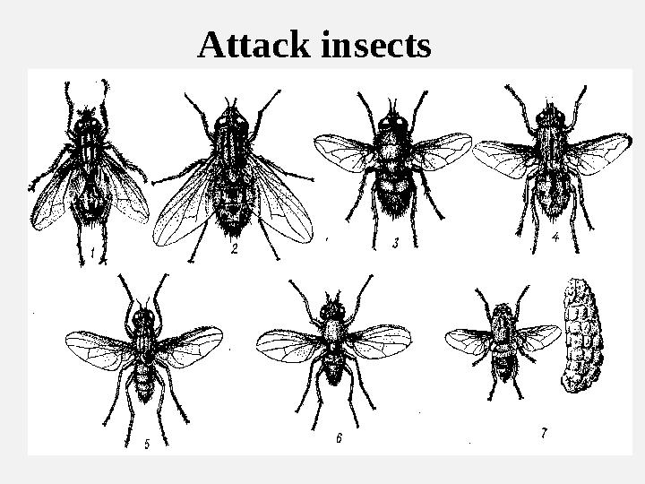 Attack insects