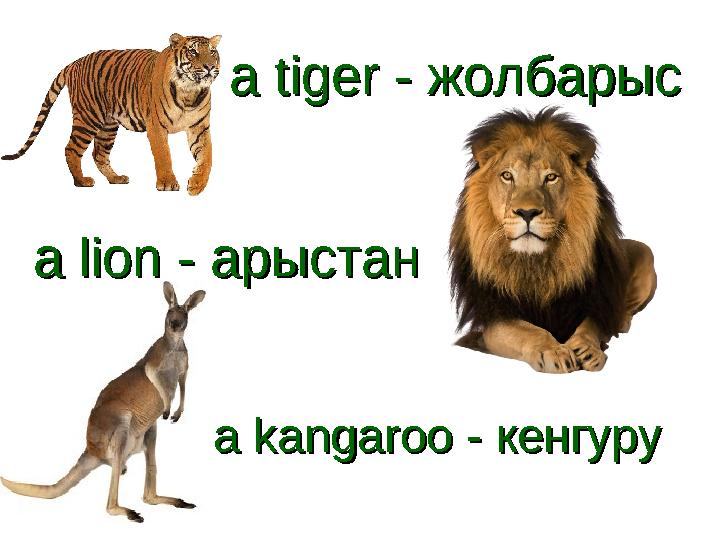 a tiger - a tiger - жолбарысжолбарыс a lion - a lion - арыстанарыстан a kangaroo - a kangaroo - кенгурукенгуру