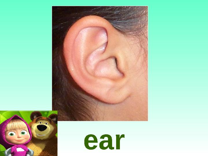 ear