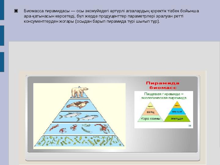 ▣ Биомасса пирамидасы — осы экожүйедегі әртүрлі агзалардың қоректік тізбек бойынша ара-қатынасын көрсетеді, бүл жерде продуцент