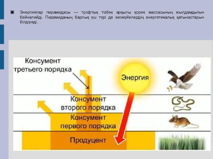 ▣ Энергиялар пирамидасы — трофтық тізбек арқылы қорек массасының жылдамдығын бейнелейді. Пирамиданың барлық үш түрі