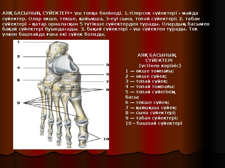 АЯҚ БАСЫНЫҢ СҮЙЕКТЕРІ (үстінен көрініс) 1 — өкше томпағы; 2 — өкше сүйек; 3 — топай сүйек