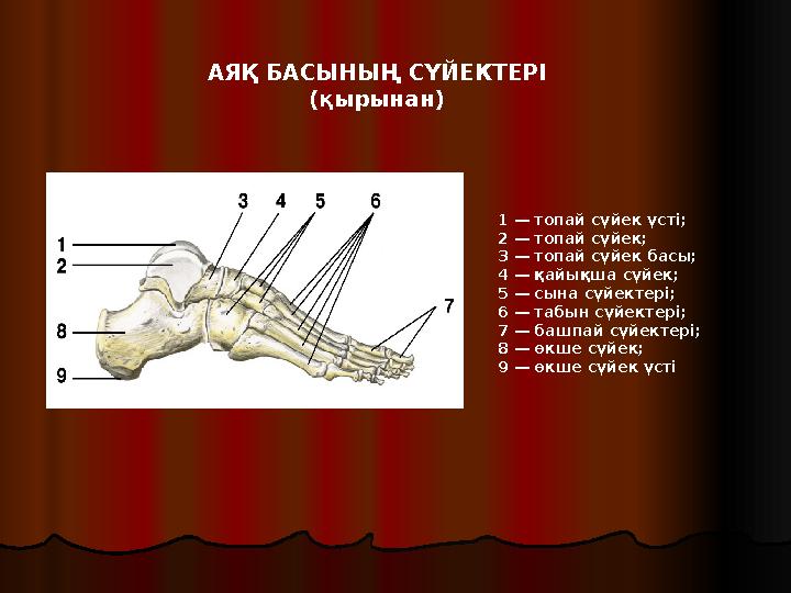 1 — топай сүйек үсті; 2 — топай сүйек; 3 — топай сүйек басы; 4 — қайықша сүйек; 5 — сына сүйектері; 6 — табын сүйектері; 7