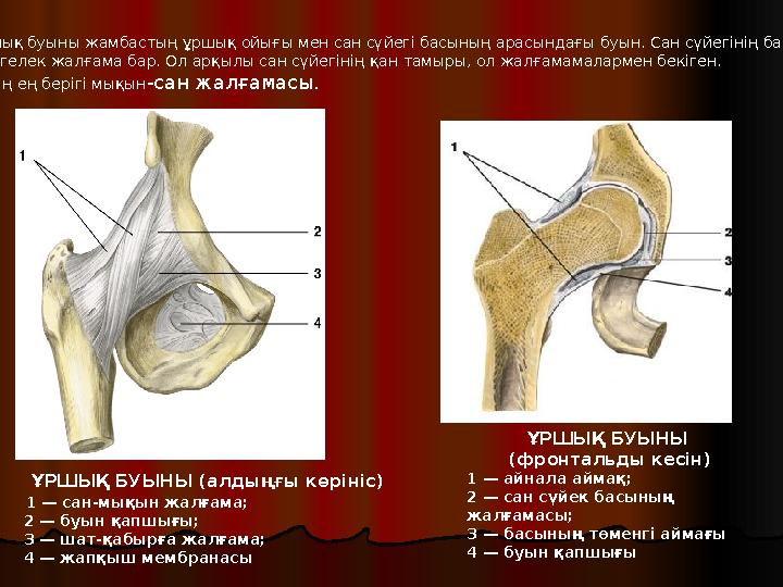 ҰРШЫҚ БУЫНЫ (алдыңғы көрініс) 1 — сан-мықын жалғама; 2 — буын қапшығы; 3 — шат-қабырға жалғама; 4