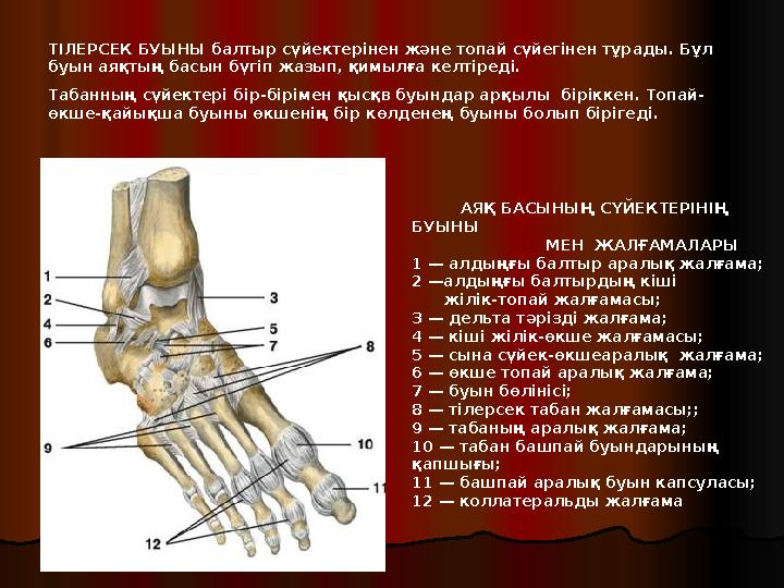 АЯҚ БАСЫНЫҢ СҮЙЕКТЕРІНІҢ БУЫНЫ МЕН ЖАЛҒАМАЛАРЫ 1 — алдыңғы балтыр аралық жалғама; 2 —алдың