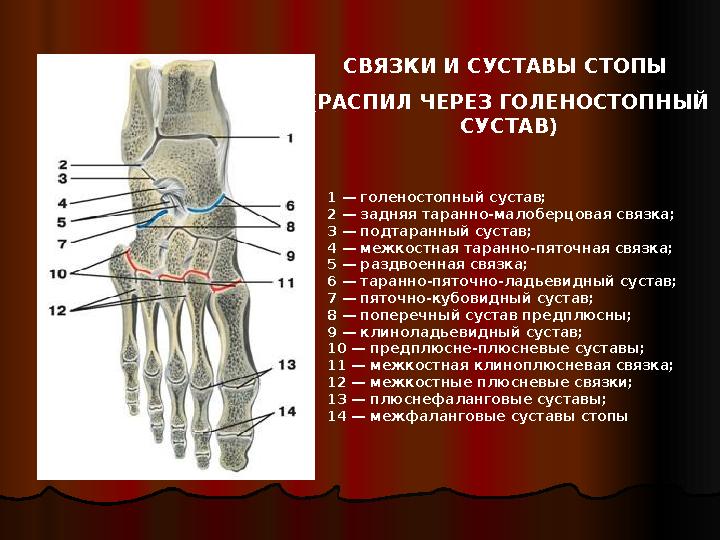 1 — голеностопный сустав; 2 — задняя таранно-малоберцовая связка; 3 — подтаранный сустав; 4 — межкостная таранно-пяточная свя