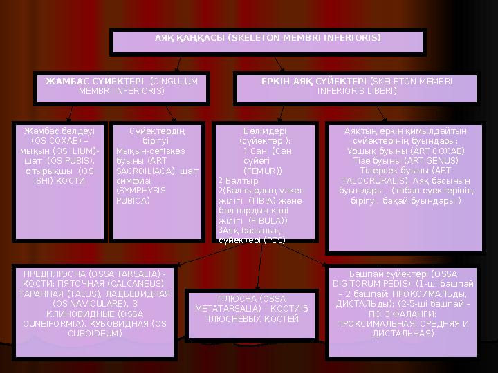 АЯҚ ҚАҢҚАСЫ ( SKELETON MEMBRI INFERIORIS ) ЖАМБАС СҮЙЕКТЕРІ (CINGULUM MEMBRI INFERIORIS) ЕРКІН АЯҚ СҮЙЕКТЕРІ ( SKELETON ME