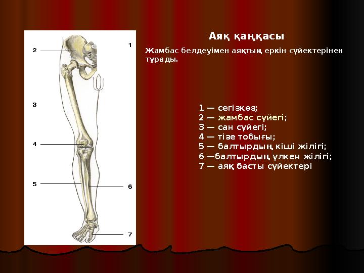 1 — сегізкөз; 2 — жамбас сүйегі ; 3 — сан сүйегі; 4 — тізе тобығы; 5 — балтырдың кіші жілігі; 6 —балтырдың үлкен жілігі;