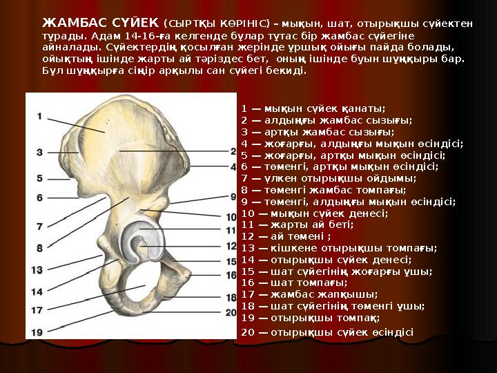 1 — мықын сүйек қанаты; 2 — алдыңғы жамбас сызығы; 3 — артқы жамбас сызығы; 4 — жоғарғы, алдыңғы мықын өсіндісі; 5 — жоғарғы