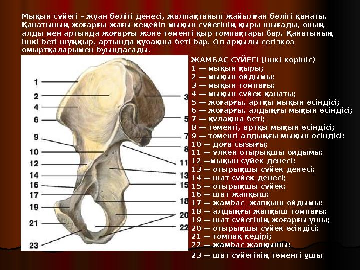 ЖАМБАС СҮЙЕГІ (Ішкі көрініс) 1 — мықын қыры; 2 — мықын ойдымы; 3 — мықын томпағы; 4 — мықын сүйек қанаты; 5 — жоғарғы, артқы