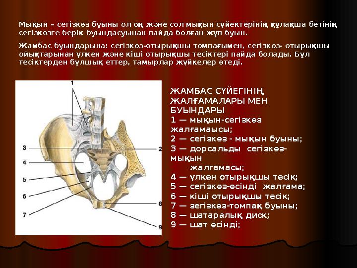 ЖАМБАС СҮЙЕГІНІҢ ЖАЛҒАМАЛАРЫ МЕН БУЫНДАРЫ 1 — мықын-сегізкөз жалғамаысы; 2 — сегізкөз - мықын буыны; 3 — дорсальды сегізкө