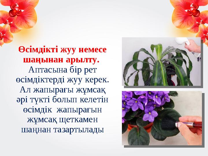 Өсімдікті жуу немесе шаңынан арылту. Аптасына бір рет өсімдіктерді жуу керек. Ал жапырағы жұмсақ әрі түкті болып келетін ө