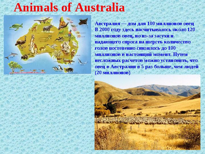 Animals of Australia Австралия — дом для 100 миллионов овец В 2000 году здесь насчитывалось около 120 миллионов овец, но