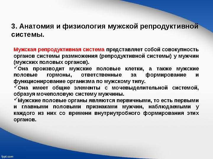 3. Анатомия и физиология мужской репродуктивной системы. Мужская репродуктивная система представляет собой совокупность орган