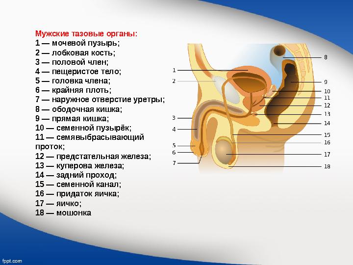 Мужские тазовые органы: 1 — мочевой пузырь; 2 — лобковая кость; 3 — половой член; 4 — пещеристое тело; 5 — головка члена; 6 — кр