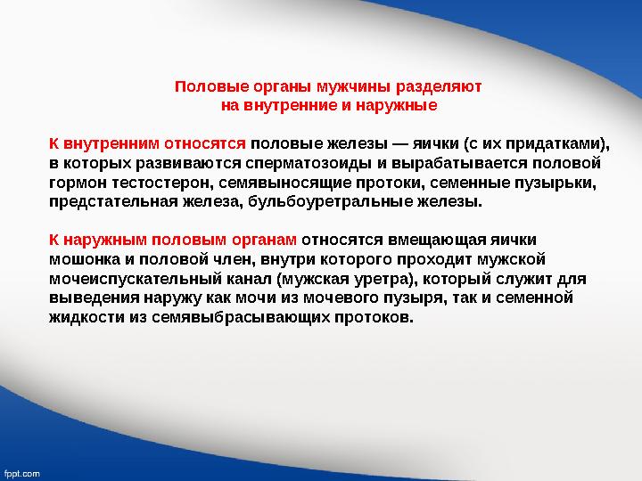 Половые органы мужчины разделяют на внутренние и наружные К внутренним относятся половые железы — яички (с их придатками), в