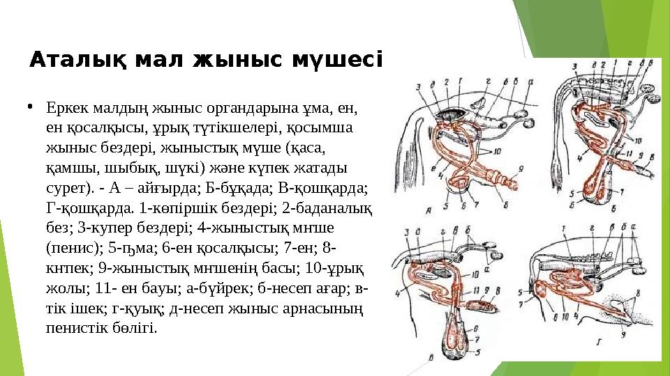 • Еркек малдың жыныс органдарына ұма, ен, ен қосалқысы, ұрық түтікшелері, қосымша жыныс бездері, жыныстық мүше (қаса, қамшы,