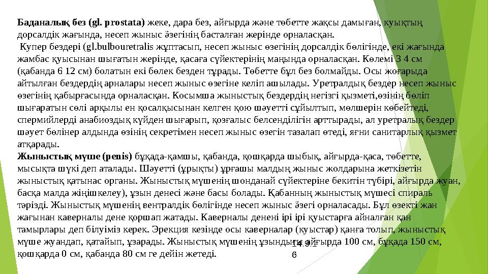 14.9.1 6Баданалық без ( gl. prostata) жеке, дара без, айғырда және төбетте жақсы дамыған, куықтың дорсалдік жағында, несеп жын