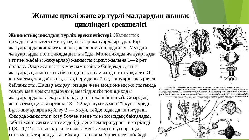 Жыныс циклі және әр түрлі малдардың жыныс цикліндегі ерекшелігі Жыныстық циклдың түрлік ерекшеліктері . Жыныстық циклдың кезек