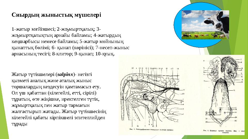 Сиырдың жыныстық мүшелері 1-жатыр мҥйізшесі; 2-жҧмыртқалық; 3- жҧмыртқалықтың арнайы байламы; 4-жатырдың кеңшарбысы немесе ба