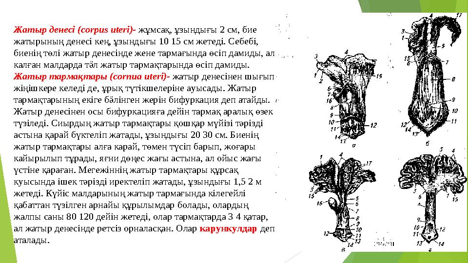 Жатыр денесі (со r р us uter і)- жұмсақ, ұзындығы 2 см, бие жатырының денесі кең, ұзындығы 10 15 см жетеді. Себебі, биенің тө