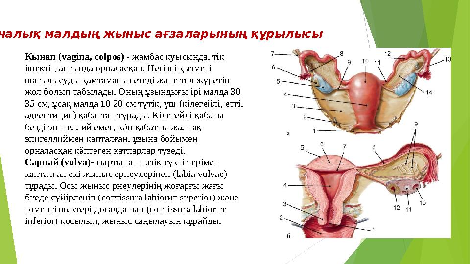 Кынап ( v а g іпа, со l ро s) - жамбас куысында, тік ішектің астында орналасқан. Негізгі қызметі шағылысуды қамтамасыз етеді