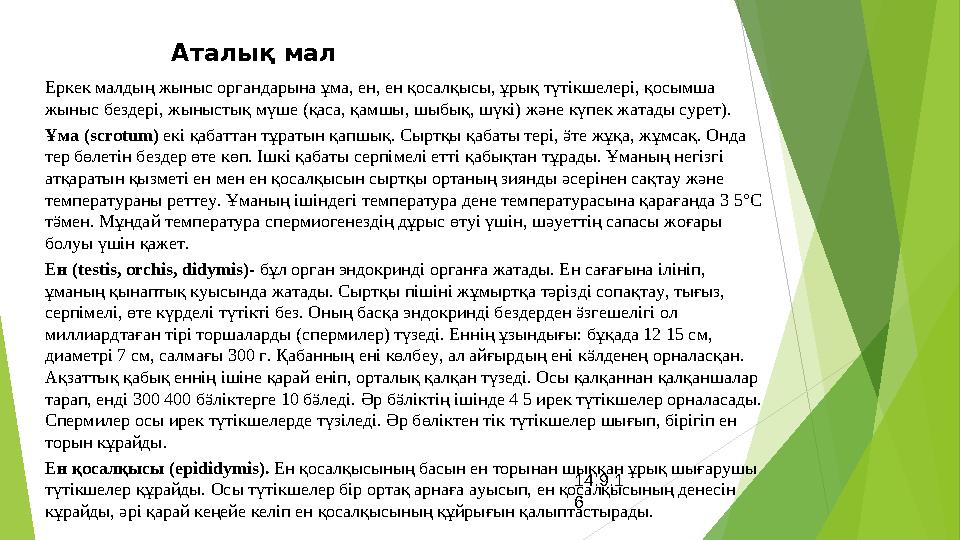 14.9.1 6Еркек малдың жыныс органдарына ұма, ен, ен қосалқысы, ұрық түтікшелері, қосымша жыныс бездері, жыныстық мүше (қаса, қам