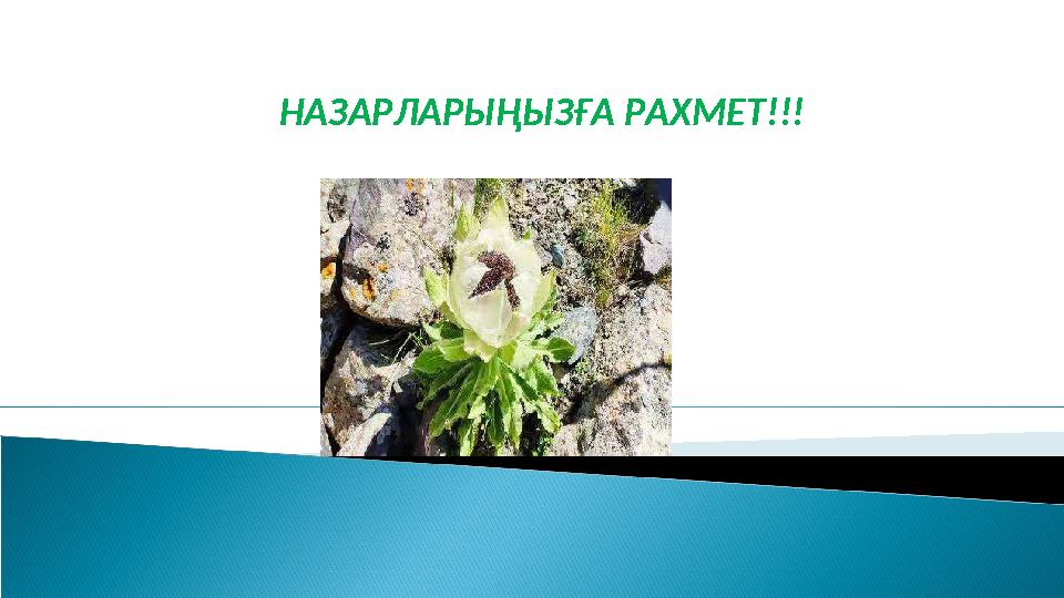 НАЗАРЛАРЫҢЫЗҒА РАХМЕТ!!!