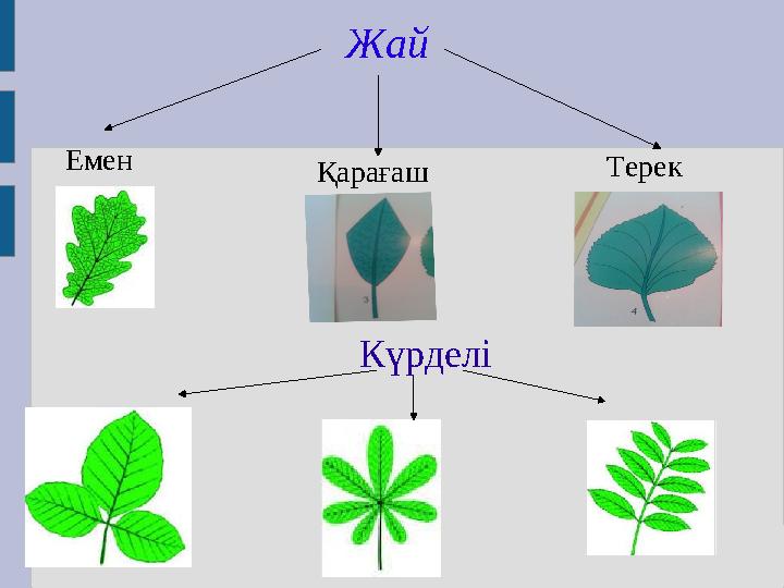 Жай Емен Қарағаш Терек Күрделі