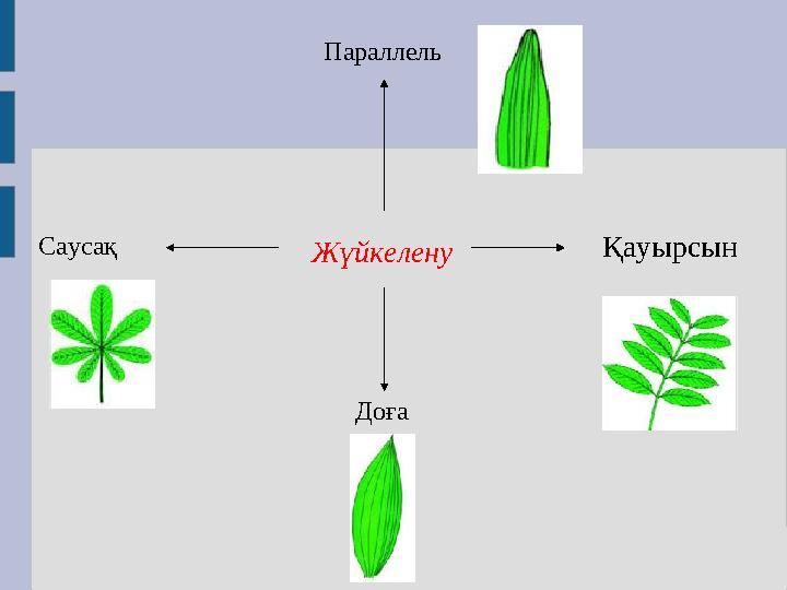 ҚауырсынСаусақ Доға Параллель Жүйкелену