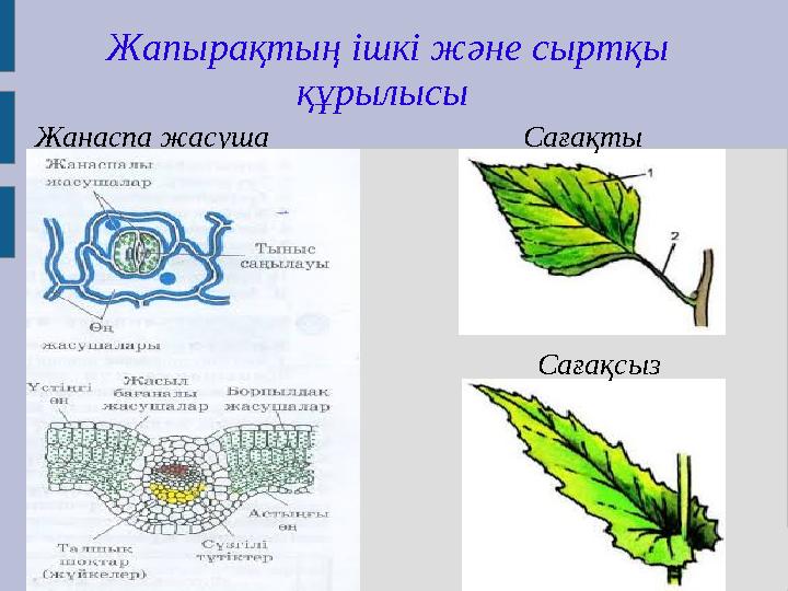 Жапырақтың ішкі және сыртқы құрылысы Жанаспа жасуша Сағақты Сағақсыз