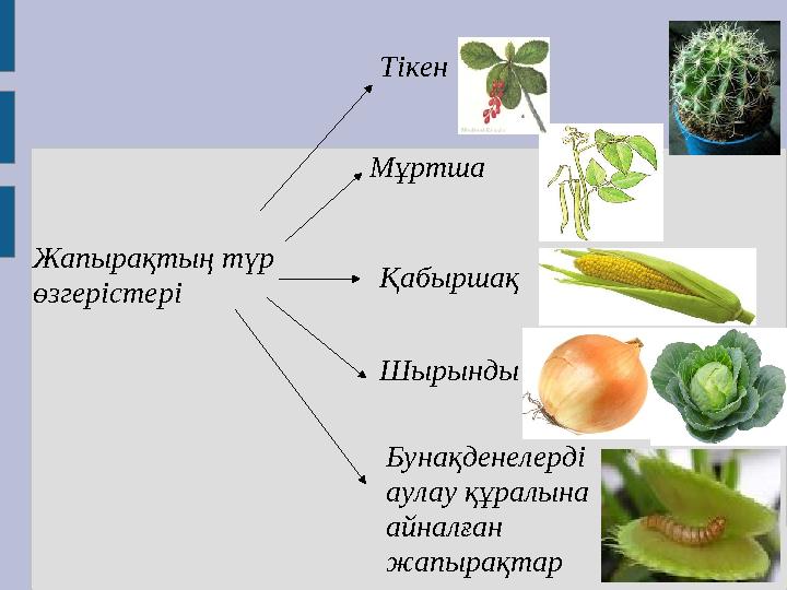 Жапырақтың түр өзгерістері Тікен Мұртша Қабыршақ Шырынды Бунақденелерді аулау құралына айналған жапырақтар