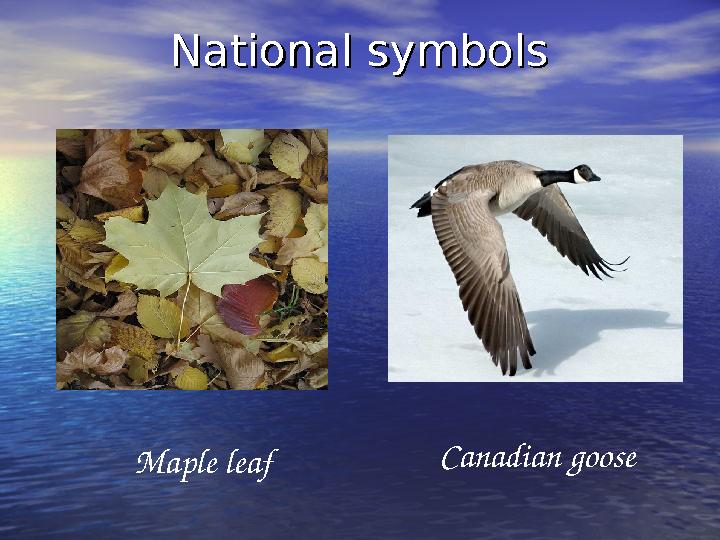 National symbolsNational symbols Maple leaf Canadian goose