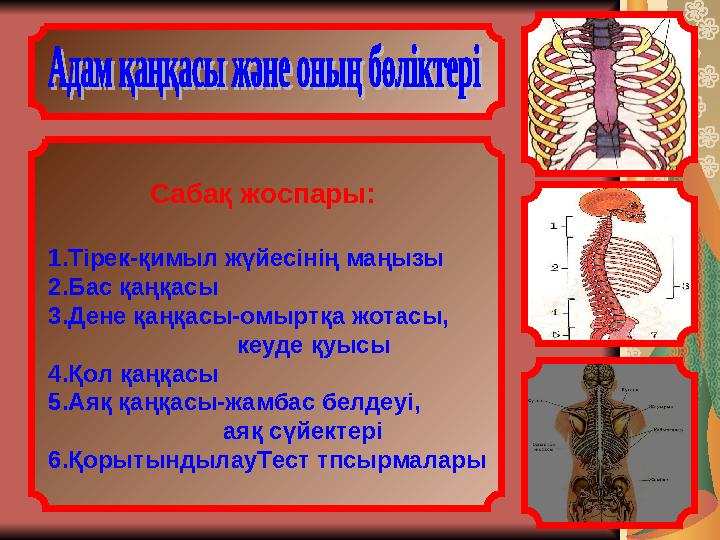 Сабақ жоспары: 1.Тірек-қимыл жүйесінің маңызы 2.Бас қаңқасы 3.Дене қаңқасы-омыртқа жотасы,