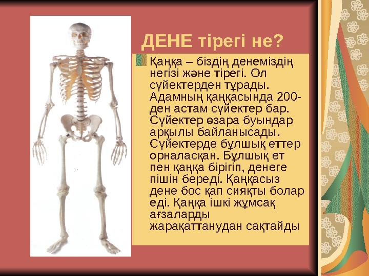 ДЕНЕ тірегі не? Қаңқа – біздің денеміздің негізі және тірегі. Ол сүйектерден тұрады. Адамның қаңқасында 200- ден астам сүйек
