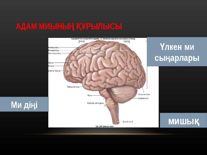 Венгр порно жұлдыздарымен порно көру Ең жақсы минет фотолары