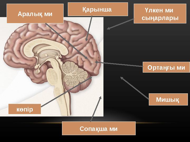 Нәзік ана порно Мастурбация жасап жатқан қыз секс порно видеоға түсіп қалды