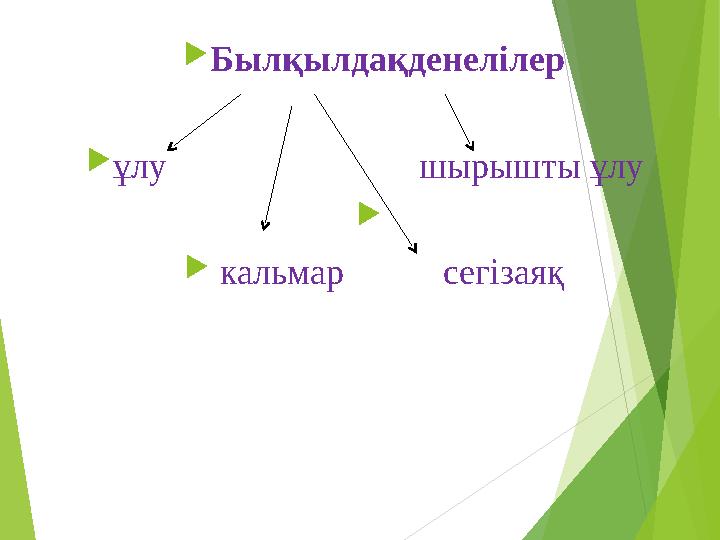  Былқылдақденелілер  ұлу шырышты ұлу   кальмар сегізаяқ