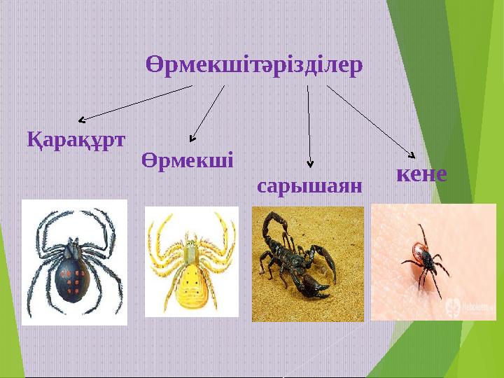 Өрмекшітәрізділер Қарақұрт Өрмекші сарышаян кене