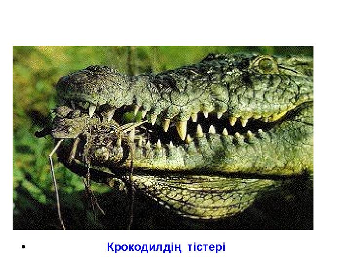 • Крокодилдің тістері