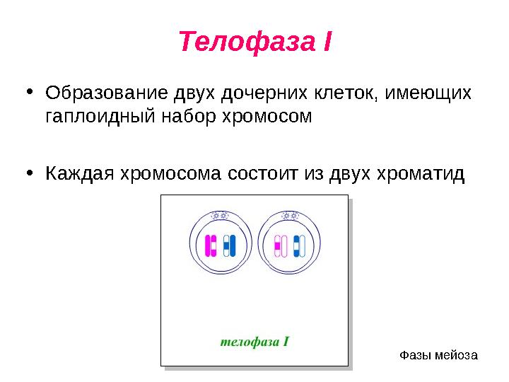 Телофаза I • Образование двух дочерних клеток, имеющих гаплоидный набор хромосом • Каждая хромосома состоит из двух хроматид Ф