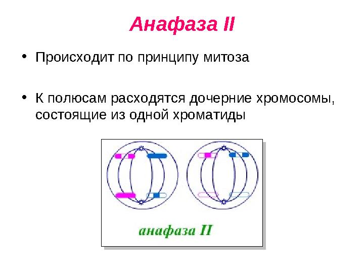 Анафаза II • Происходит по принципу митоза • К полюсам расходятся дочерние хромосомы, состоящие из одной хроматиды