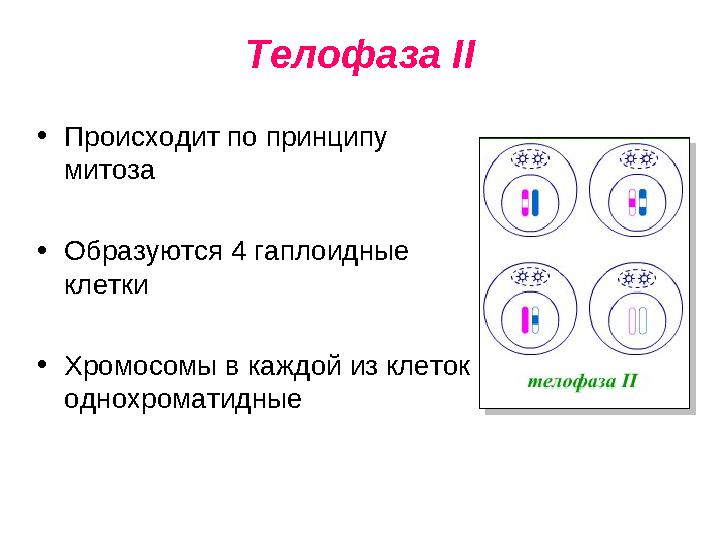 Телофаза II • Происходит по принципу митоза • Образуются 4 гаплоидные клетки • Хромосомы в каждой из клеток однохроматидные