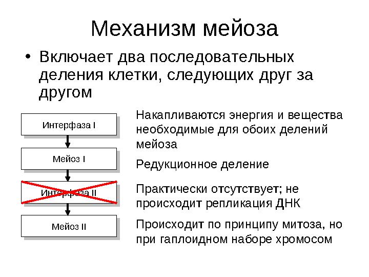 Механизм мейоза • Включает два последовательных деления клетки, следующих друг за другом Интерфаза I Мейоз I Интерфаза II М