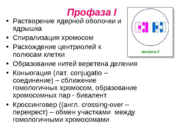 Профаза I • Растворение ядерной оболочки и ядрышка • Спирализация хромосом • Расхождение центриолей к полюсам клетки •