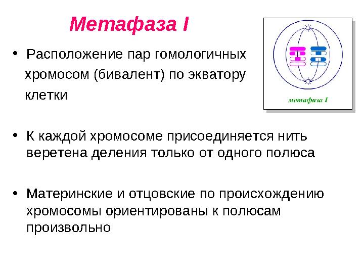 Метафаза I • Расположение пар гомологичных хромосом (бивалент) по экватору клетки • К каждой хромосоме присоединяется