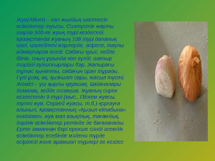 Жуа(Allіum) – көп жылдық шөптесін өсімдіктер туысы. Солтүстік жарты шарда 500-ге жуық түрі кездеседі. Қазақстанда жуаның 108